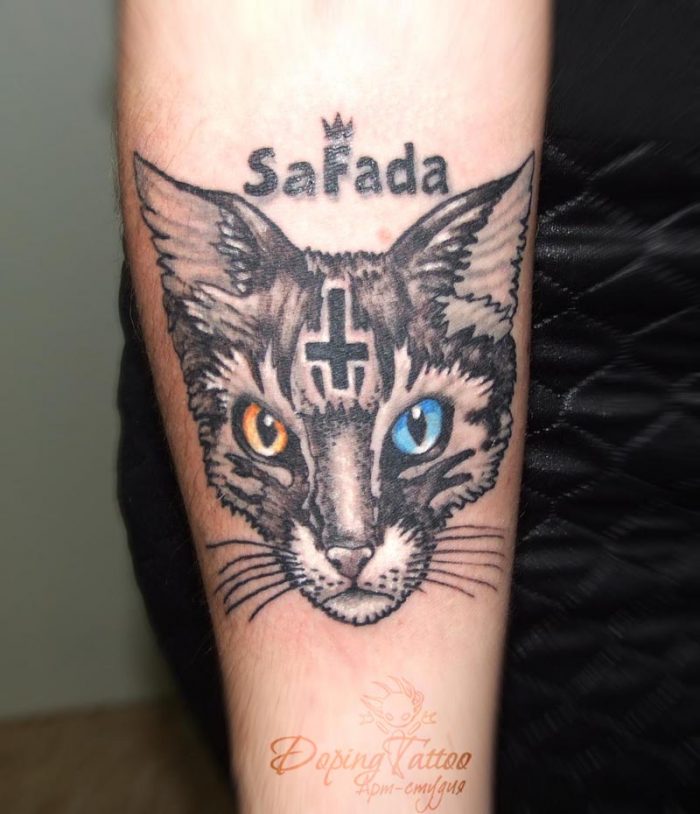 кот
